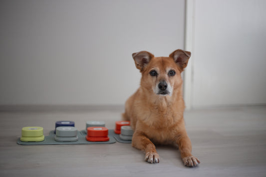 Koiran aktivointi puhenappuloiden avulla: Kommunikointia ja älyllistä stimulaatiota